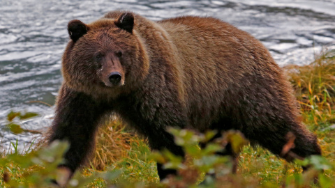 Un oso pardo costero camina a lo largo de las orillas del río Chilkoot cerca de Haines, Alaska, el 7 de octubre de 2014. REUTERS/Bob Strong/Archivo Un oso pardo costero camina a lo largo de las orillas del río Chilkoot cerca de Haines, Alaska, el 7 de octubre de 2014. REUTERS/Bob Strong/Archivo