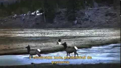 LOBOS: Cómo los lobos son capaces de cambiar el curso del río LOBOS: Cómo los lobos son capaces de cambiar el curso del río