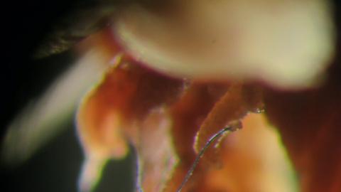 Microfibra de plástico en un pólipo de coral en el fondo del mar. MICHELLE TAYLOR Microfibra de plástico en un pólipo de coral en el fondo del mar. MICHELLE TAYLOR