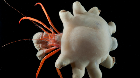 Cangrejo ermitaño en el que se encontraron microfibras de plástico.-MICHELLE TAYLOR Cangrejo ermitaño en el que se encontraron microfibras de plástico.-MICHELLE TAYLOR