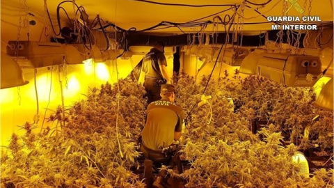 marihuana-cultivo marihuana-cultivo