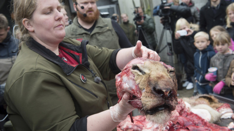 Un empleado del zoológico sostiene la cabeza de un león tras diseccionarlo delante de familias en el Zoo de Odense, Dinamarca 15 de octubre de 2015. REUTERS / Claus Fisker/Scanpix Dinamarca