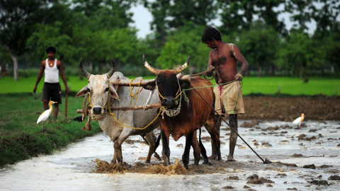 Un agricultor indio ara un campo de arroz después de la lluvia del monzón en Phafamau, India. AFP Un agricultor indio ara un campo de arroz después de la lluvia del monzón en Phafamau, India. AFP