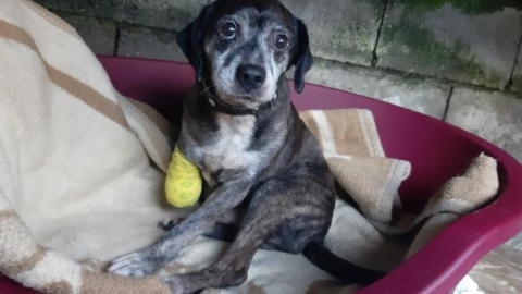 Investigado un vecino de Moaña (Pontevedra) acusado de amputarle una pata a su perro.GUARDIA CIVIL Investigado un vecino de Moaña (Pontevedra) acusado de amputarle una pata a su perro.GUARDIA CIVIL