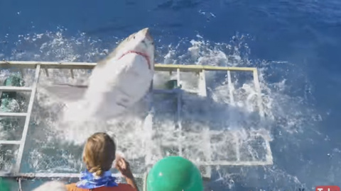 Momento en el que el tiburón blanco logra salir de la jaula, aunque resultó herido. Momento en el que el tiburón blanco logra salir de la jaula, aunque resultó herido.