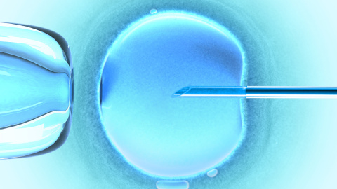 Una fecundación in vitro. Una fecundación in vitro.