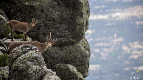 Cabras en unos riscos en la Sierra de Guadarrama. /PACMA Cabras en unos riscos en la Sierra de Guadarrama. /PACMA