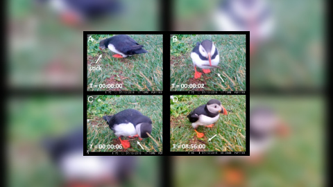 Un frailecillo usa un palito en una secuencia tomada por una cámara automática./ANNETTE FAYET Un frailecillo usa un palito en una secuencia tomada por una cámara automática./ANNETTE FAYET