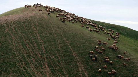 Un rebaño de ovejas de Palestina en el desierto de Judea, entre Jericó y Jerusalén. /AMMAR AWAD (REUTERS)