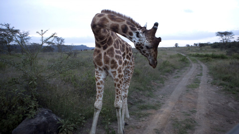 Nakuru es uno de los tres lagos poco profundos que se extienden en la parte del Gran Valle del Rift de África que corta una herida fértil a través de las tierras altas de Kenia.- REUTERS