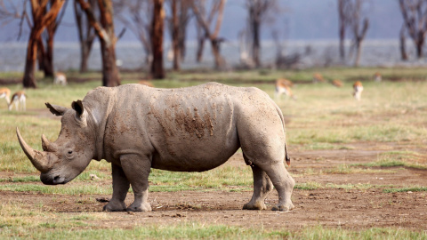 El crecimiento de la población en Nakuru y en Kenia en su conjunto también ha llevado a la deforestación en la zona en las últimas décadas.- REUTERS