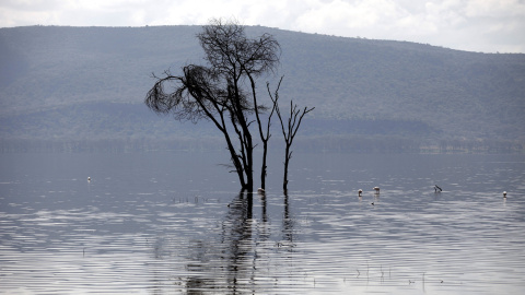 La deforestación es un factor que contribuye a las inundaciones, que tal vez sorprendentemente, no son siempre buenas para los lagos.-REUTERS