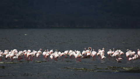 El organismo de la ONU dice que es el sitio de búsqueda de alimento más importante para los flamencos menores.- REUTERS