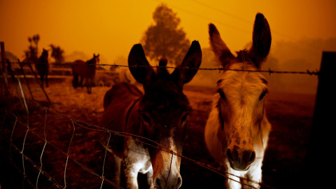 Burros a salvo mientras continúan los trabajos de extinción en Nueva Gales del Sur.