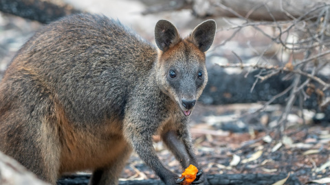Wallaby come después de que los trabajadores DPIE de NSW arrojaron alimentos por el aire en los parques nacionales.