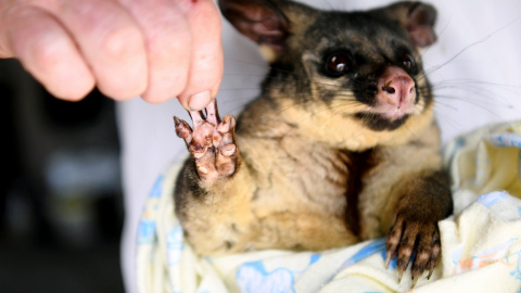 Una zarigueya muestra una pata quemada mientras es atendida por voluntarios de WIRES en Merimbula, Australia | Reuters
