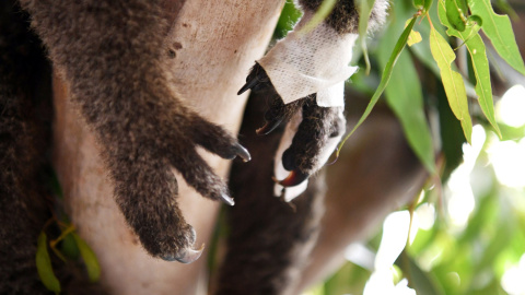 Un koala juvenil herido descansa en el refugio de vida silvestre de respuesta de emergencia en Mallacoota, Victoria. REUTERS / Tracey Nearmy
