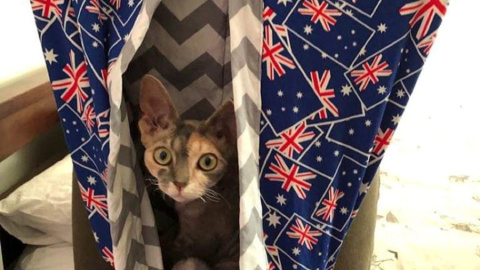 Un gato se sienta en una bolsa de Joey improvisada diseñada para animales afectados por incendios forestales de Tauranga (Nueva Zelanda)