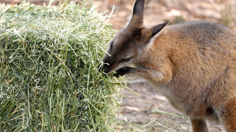 Un Wallaby come heno que le dejaron los propietarios de tierras cerca de Cooma. Australia.