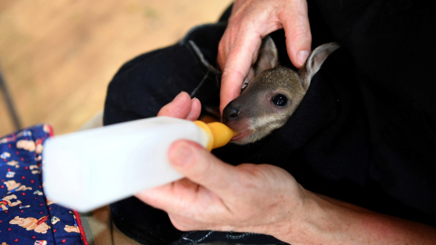 Un canguro es atendido en el refugio de vida silvestre de respuesta a emergencias en Mallacoota (Victoria)