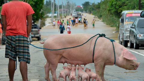 Un residente, con una hembra de cerdo y sus lechones, mientras la gente vadea una carretera inundada en la ciudad de Santa Rosa, al norte de Manila, un día después de que el tifón Koppu sacudiera la provincia de Aurora.- TED ALJIBE (AFP)