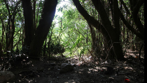 Restos de una hoguera en el bosque de FInideq (Castillejos)./ L.G.