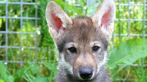 Cómo entender su comportamiento