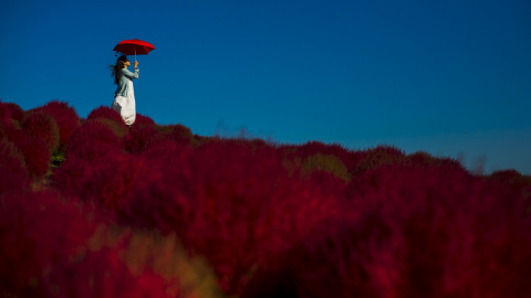 Campo de epilobios en el Parque Costero Hitachi, en la ciudad japonesa de Hitachinaka. / THOMAS PETER (REUTERS)