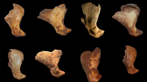 Falanges de león de las cavernas halladas en el yacimiento de La Garma. / IIIPC