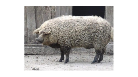 #FreeBacon y los mejores 'memes' de la crisis carnívora, tras la alerta de la OMS