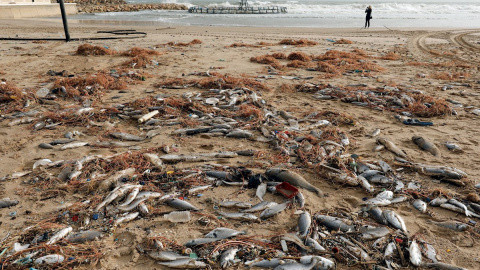 22/01/2020.- Miles de peces muertos en la playa de El Perelló debido a la rotura de una piscifactoria por el temporal. / EFE - JUAN CARLOS CÁRDENAS 22/01/2020.- Miles de peces muertos en la playa de El Perelló debido a la rotura de una piscifactoria por el temporal. / EFE - JUAN CARLOS CÁRDENAS