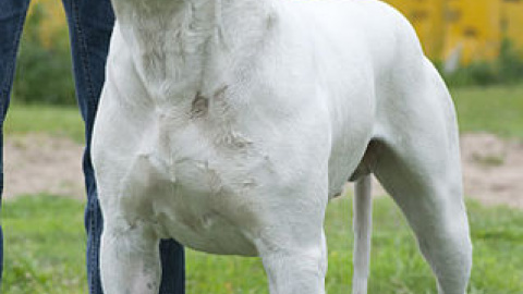 Varios centenares de cazadores aragoneses utilizan dogos argentinos para la caza. Varios centenares de cazadores aragoneses utilizan dogos argentinos para la caza.