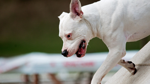 El dogo argentino es una raza de perro legalmente considerada peligrosa que fue diseñada para la caza mediante cruces genéticos. / Pet Photography / Flickr El dogo argentino es una raza de perro legalmente considerada peligrosa que fue diseñada para la caza mediante cruces genéticos. / Pet Photography / Flickr