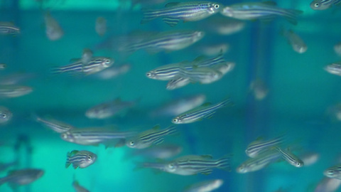 Peces cebra criados por niños de un colegio de Baltimore en EE UU. / David Schmelick and Deirdre Hammer/JHU