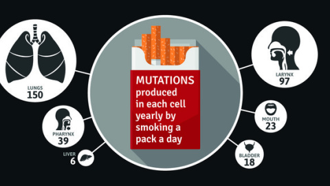 Mutaciones producidas anualmente en cada célula (de pulmón, laringe, faringe, boca, vejiga e hígado) al fumar un paquete al día.  Broad Institute