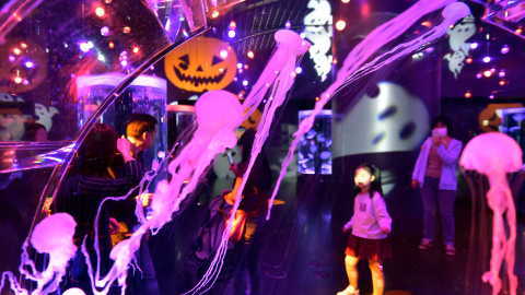 Exponen medusas en un aquarium de Tokio con la temática de Halloween. AFP PHOTO / Yoshikazu TSUNO