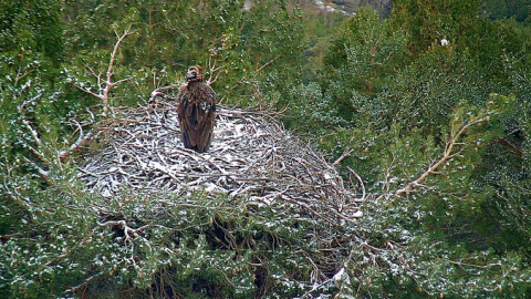 Uno de los buitres negros del nido situado en la sierra de Guadarrama. / SEO/BirdLife Uno de los buitres negros del nido situado en la sierra de Guadarrama. / SEO/BirdLife