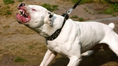 Un tribunal avala cazar con perros peligrosos porque su riesgo es "abstracto"