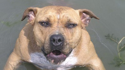 La polémica se centra en la práctica en el uso del dogo argentino, aunque la decisión judicial abre la puerta a cazar con otros perros como el staffordshire bull terrier.