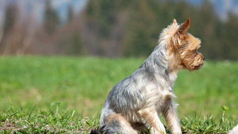 El perro sacrificado era un 'Yorkshire'. / Pixabay El perro sacrificado era un 'Yorkshire'. / Pixabay