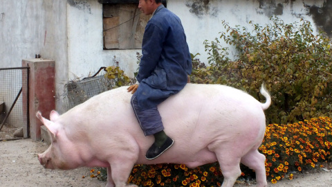 El granjero Zhang Xianping monta sobre su cerdo 'Big Precious' durante una entrevista con los medios en Zhangjiakou (China). /REUTERS