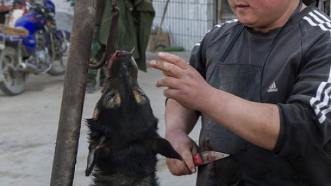 Un trabajador del mercado se prepara para matar al perro y conseguir su piel./ Igualdad Animal