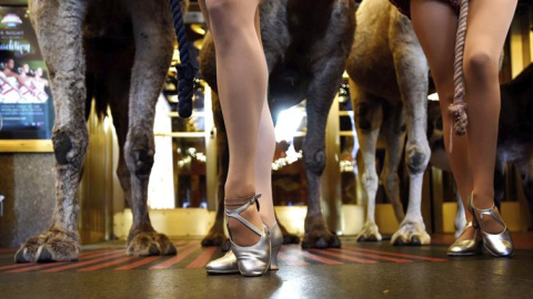 Bailarinas del Radio City Music Hall posan junto a varios camellos a su llegada a la primera jornada de ensayos para el espectáculo de Navidad en Nueva York. EFE