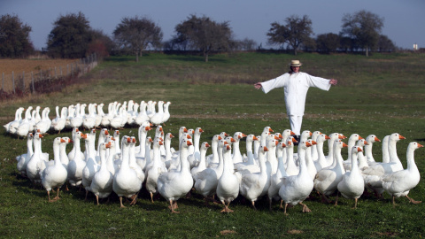 El pastor Marth con una manada de gansos en un pastizal en Strem, en la provincia de Burgenland, Austria. REUTERS