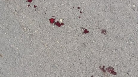 Las manchas de sangre en el asfalto por las heridas del burro. PACMA Las manchas de sangre en el asfalto por las heridas del burro. PACMA