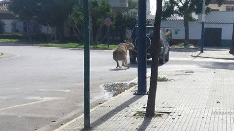 El burro atado al vehículo en Chipiona. PACMA El burro atado al vehículo en Chipiona. PACMA