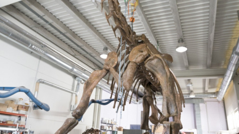 Un paleoartista trabaja en la replica de un dinosaurio que se esta realizando en la Fundación Conjunto Paleontológico de Teruel Dinópolis. EFE/Antonio Garcia