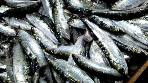 Sardinas. Amadeo Saíz en Pixabay. Sardinas o pescado azul.