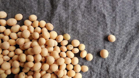 Soja, uno de los vegetales más ricos en proteínas. Pixabay. Soja.