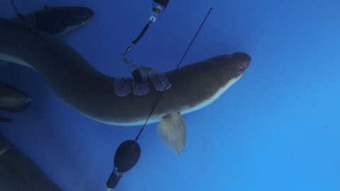 Anguila con transmisor por satélite. /OTN-M.Beguer-Pon Anguila con transmisor por satélite. /OTN-M.Beguer-Pon